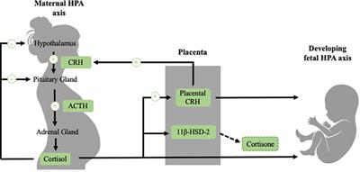 A framework for testing pathways from prenatal stress-responsive hormones to cardiovascular disease risk